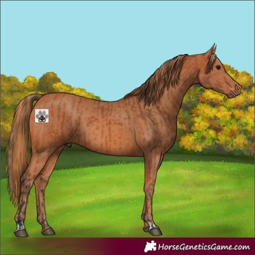 Horse Color:Bay  and Chestnut 