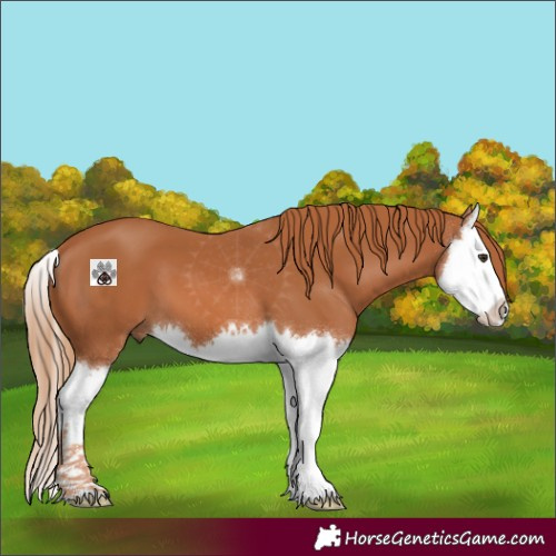 Horse Color:Chestnut Splash 