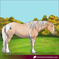 Horse Color:Silver Amber Champagne Tobiano
