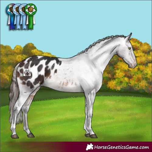 Horse Color:Brown Tobiano Blanket 