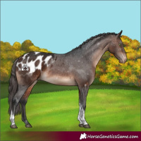 Horse Color:Brown Tobiano Appaloosa 