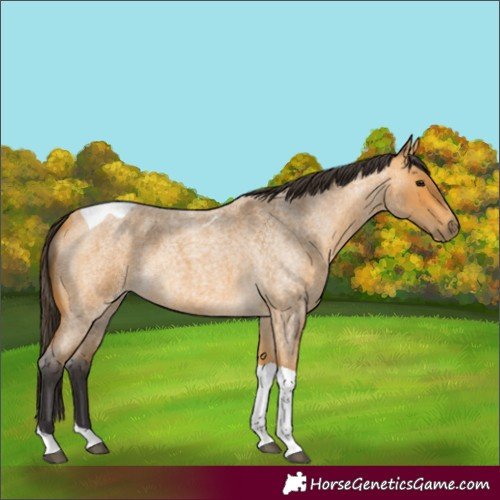 Horse Color:Buckskin Roan Tobiano 