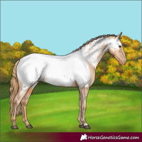 Horse Color:Chestnut Appaloosa 