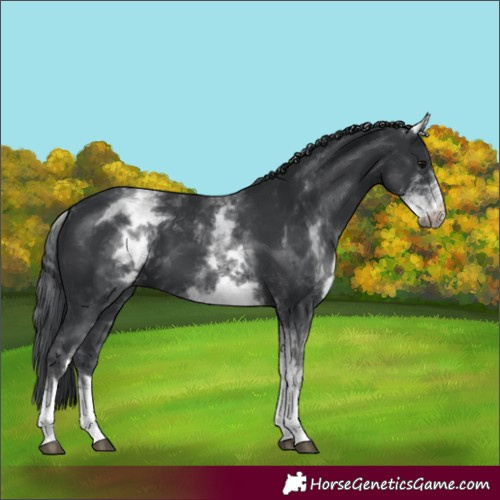 Horse Color:White Spotted Black 