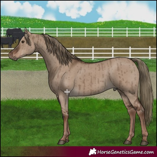 Horse Color:Liver Red Dun Brindle 