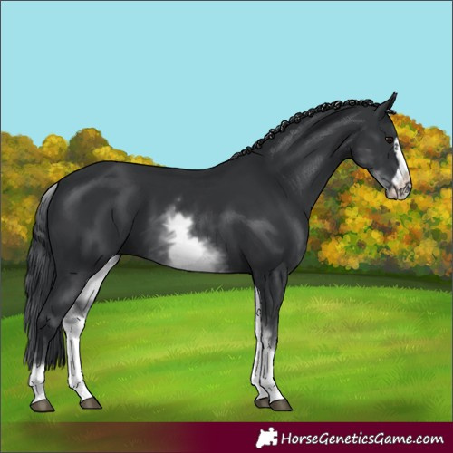 Horse Color:White Spotted Black Frame 