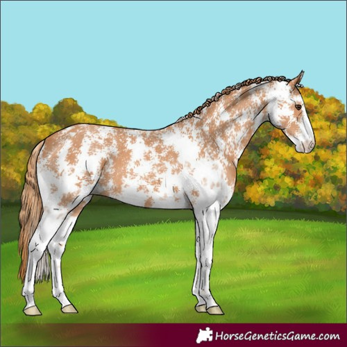 Horse Color:Chestnut Sabino 
