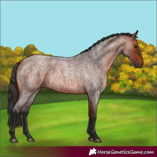 Horse Color:Bay Roan 