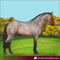 Horse Color:Bay Roan 