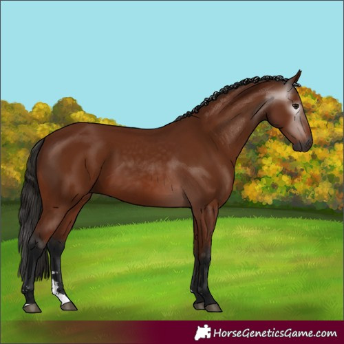 Horse Color:Gray Bay