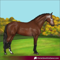 Horse Color:Gray Bay