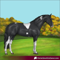 Horse Color:Black Tobiano Frame 