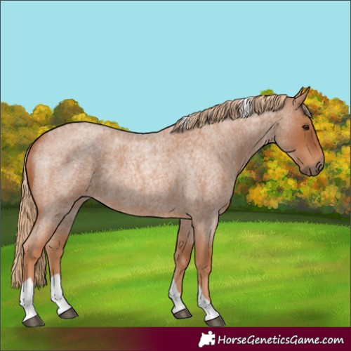 Horse Color:Red Roan Tobiano 