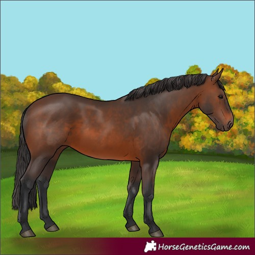Horse Color:Brown 