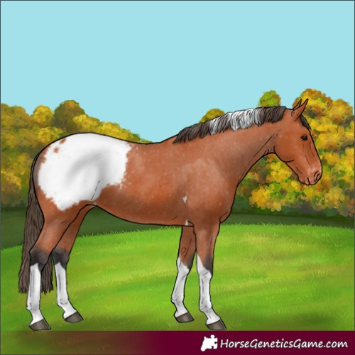 Horse Color:Bay Tobiano Appaloosa