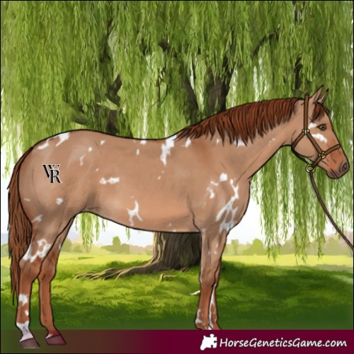 Horse Color:White Spotted Red Dun