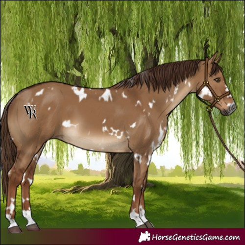 Horse Color:Gray White Spotted Red Dun 