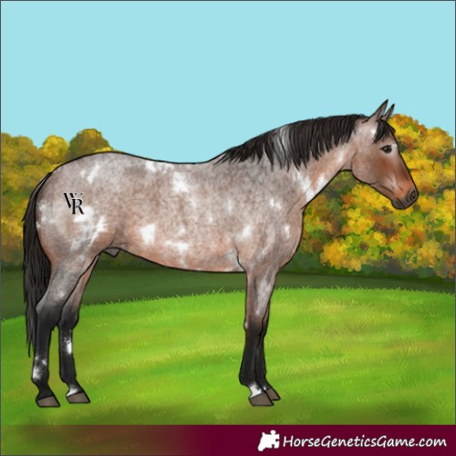 Horse Color:Unknown 