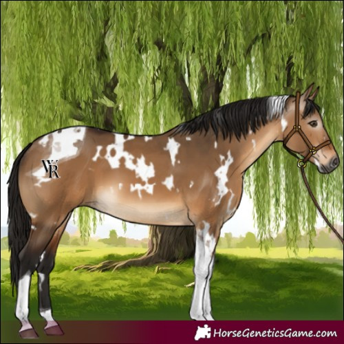 Horse Color:Gray White Spotted Bay Dun Tobiano