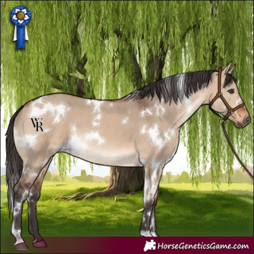 Horse Color:White Spotted Bay Dun 