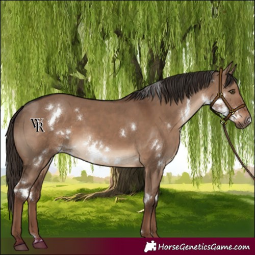 Horse Color:White Spotted Liver Red Dun 