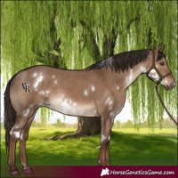 Horse Color:White Spotted Liver Red Dun 