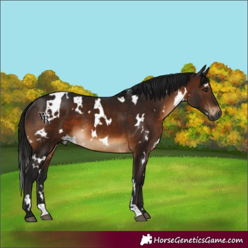 Horse Color:Gray White Spotted Brown