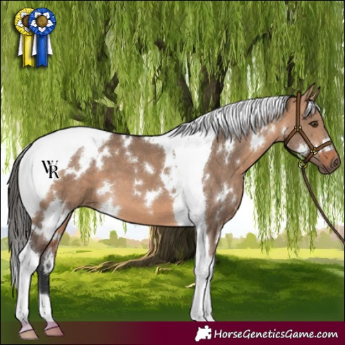 Horse Color:White Spotted Bay Dun Tobiano 