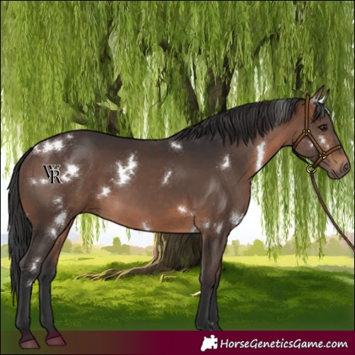 Horse Color:White Spotted Brown