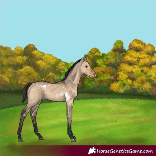 Horse Color:Unknown 