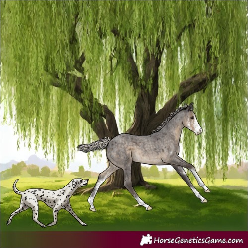 Horse Color:Silver Smoky Blue Roan Sabino