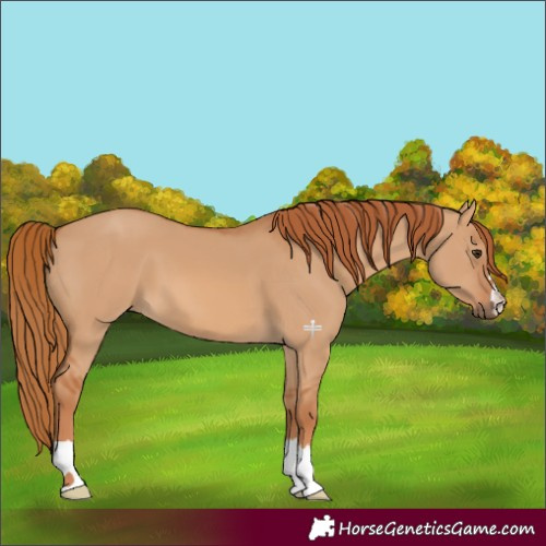 Horse Color:Red Dun 