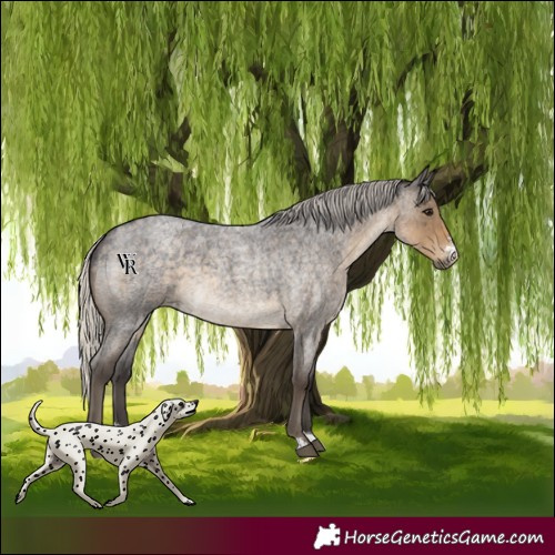 Horse Color:Silver Smoky Blue Roan Sabino