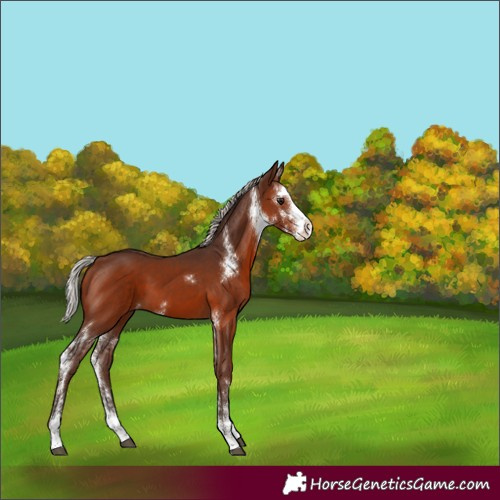 Horse Color:Unknown 