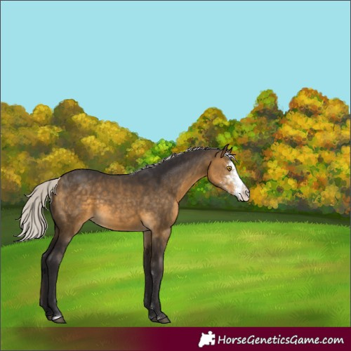 Horse Color:Unknown 