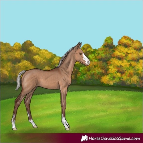 Horse Color:Unknown 