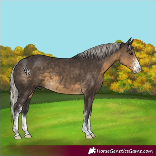 Horse Color:Unknown 