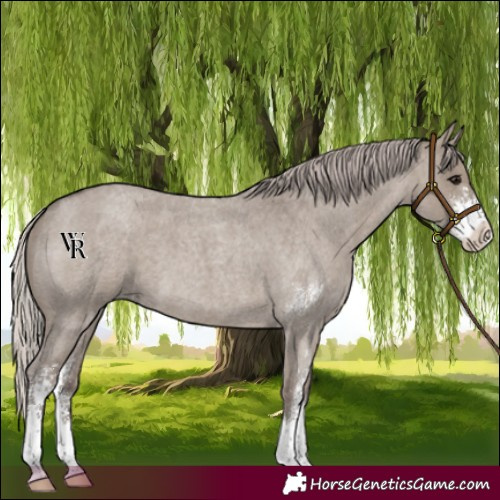 Horse Color:Silver Grullo Roan Sabino 