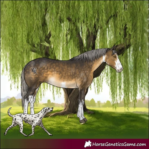 Horse Color:White Spotted Silver Buckskin 