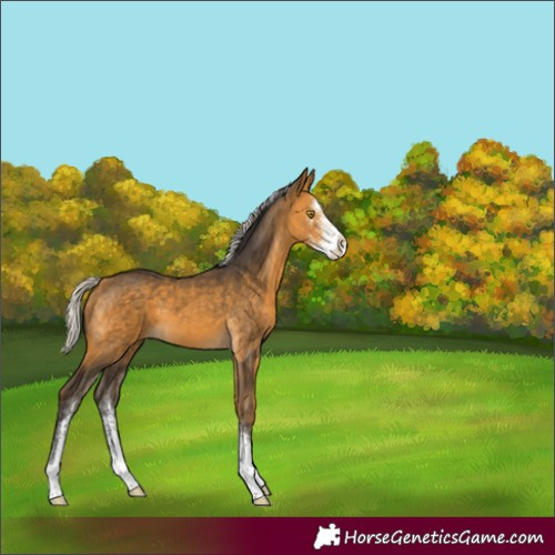Horse Color:Unknown 