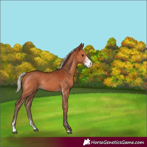 Horse Color:Unknown 