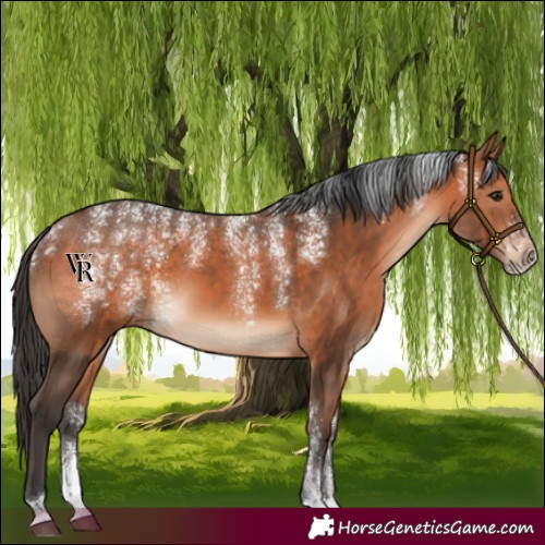 Horse Color:Powder White Bay 