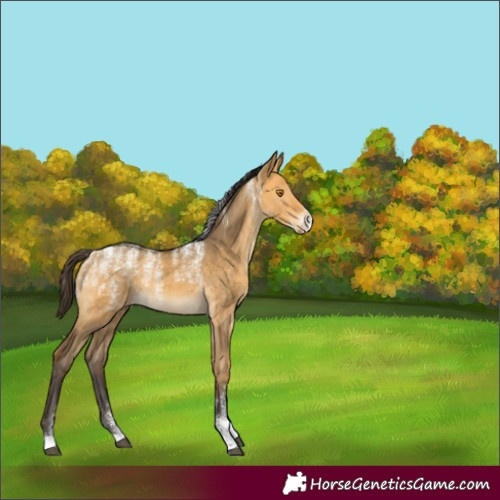 Horse Color:Unknown 