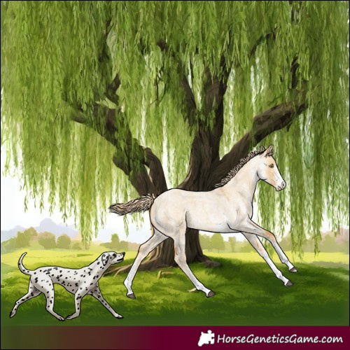 Horse Color:White Spotted Palomino Roan Dun 