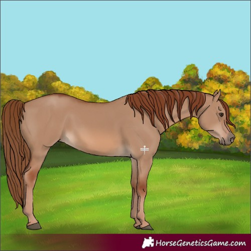 Horse Color:Red Dun 