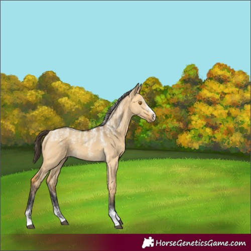 Horse Color:Unknown 