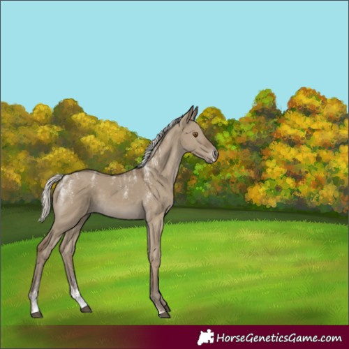 Horse Color:Unknown 