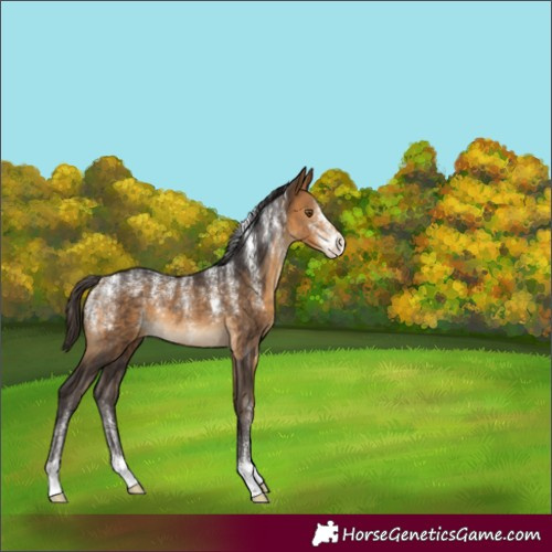 Horse Color:Unknown 