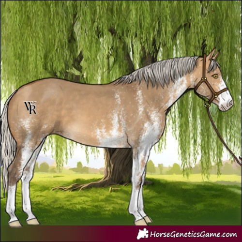 Horse Color:White Spotted Silver Buckskin Dun 