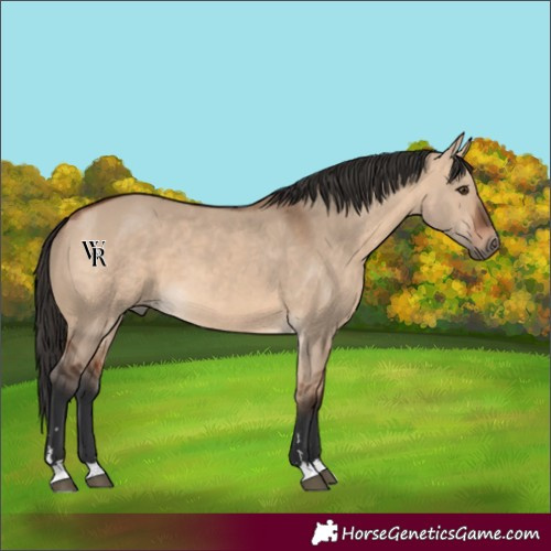 Horse Color:Unknown 
